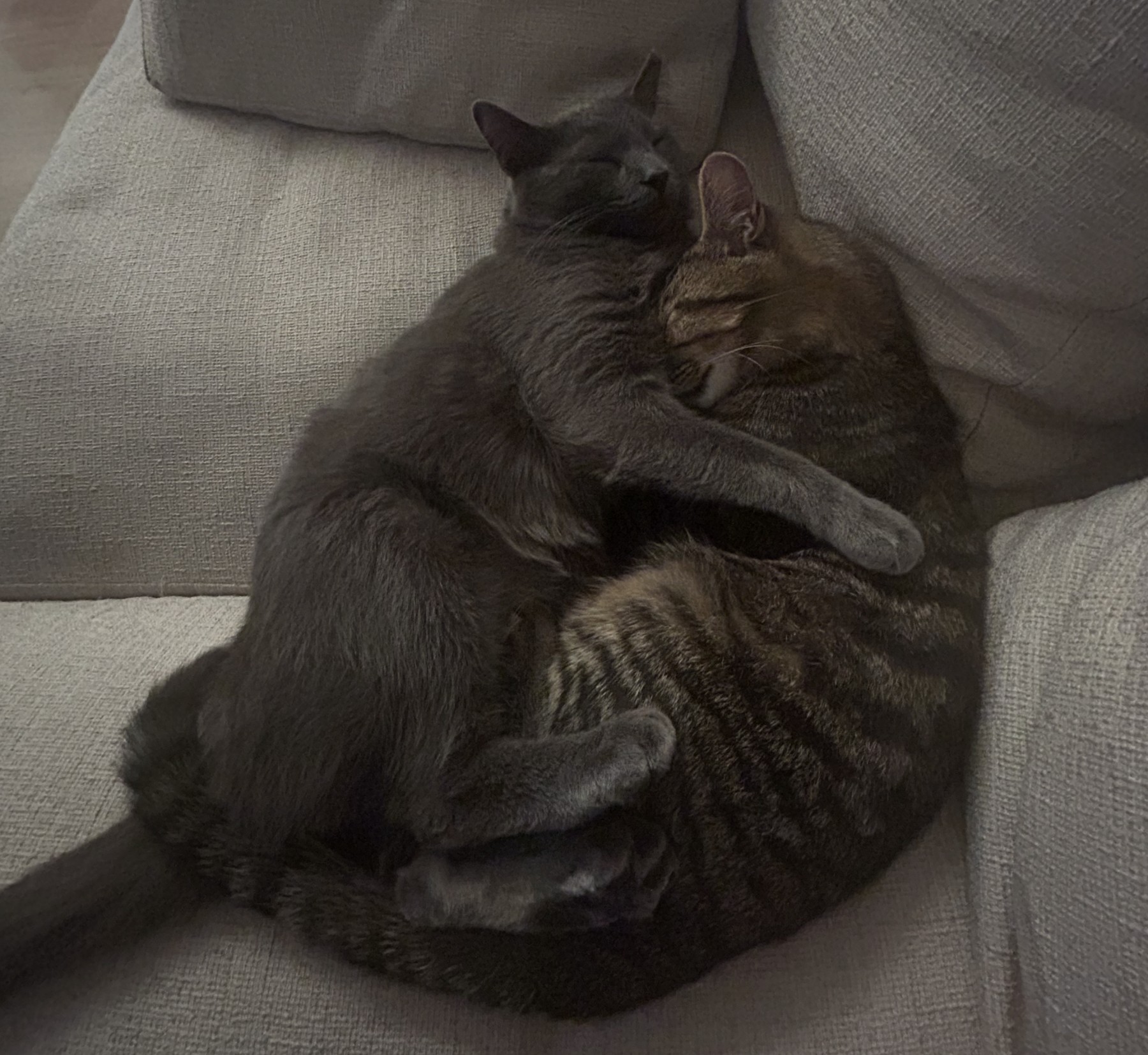 Billy and Romeo curled up together on the sofa